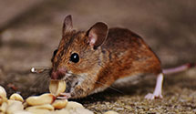 24 Hour & Emergency Exterminators in Charlottesvle, VA